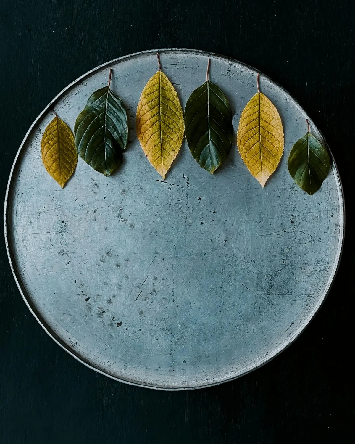 Six green and yellow leaves lined up in a row on a round gray tray, seen from above