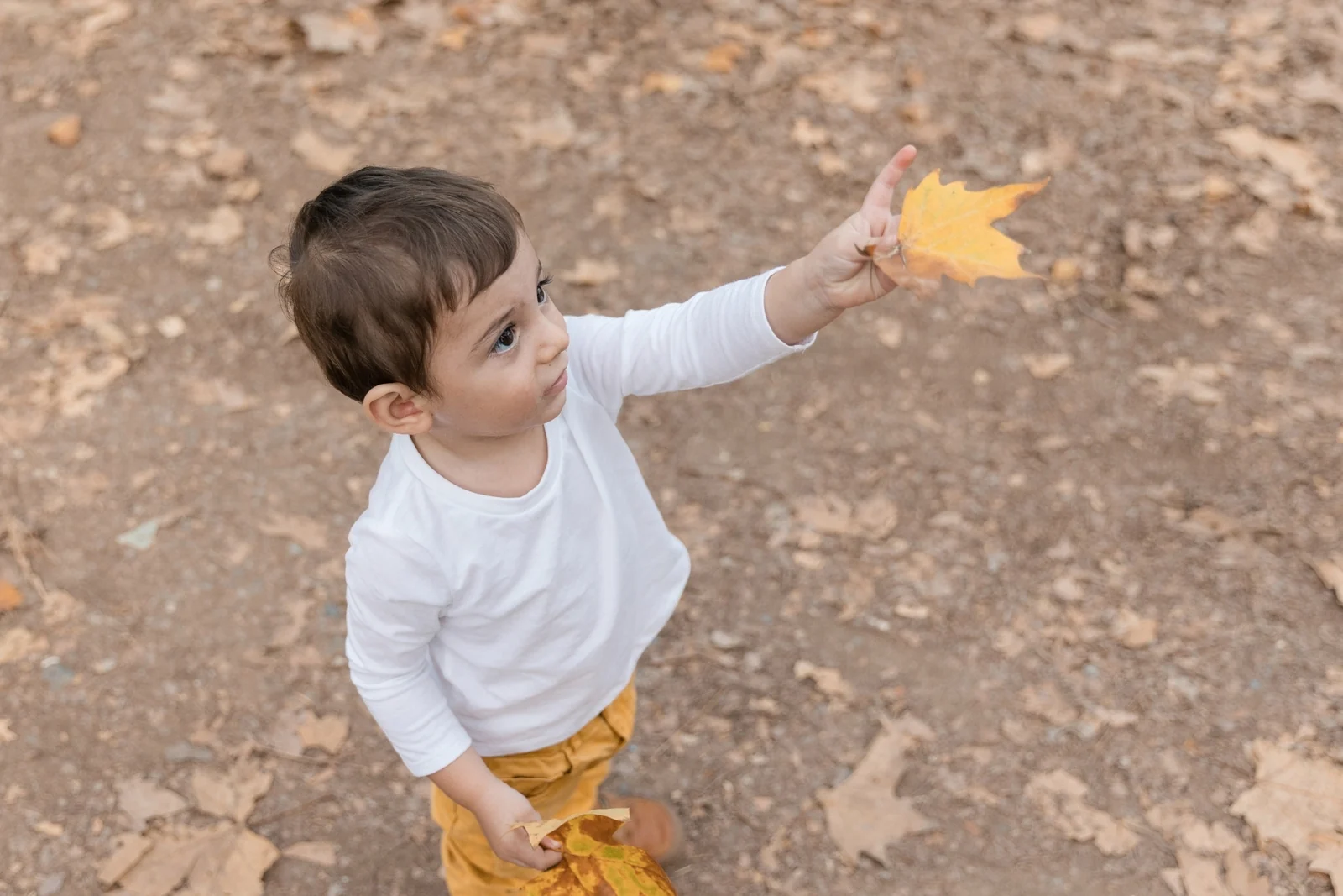 Toddler in a white shirt holding up a yellow autumn leaf outdoors