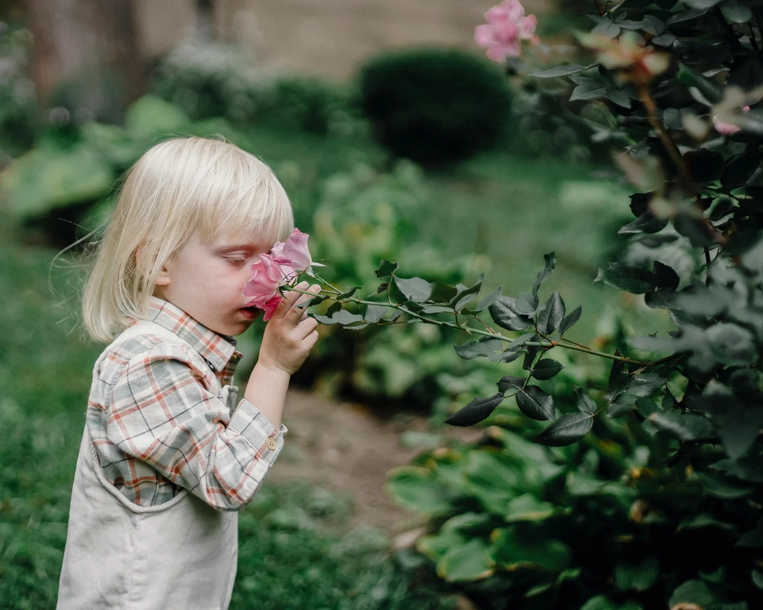 Young child in a plaid shirt leaning in to smell a pink rose growing on a garden bush