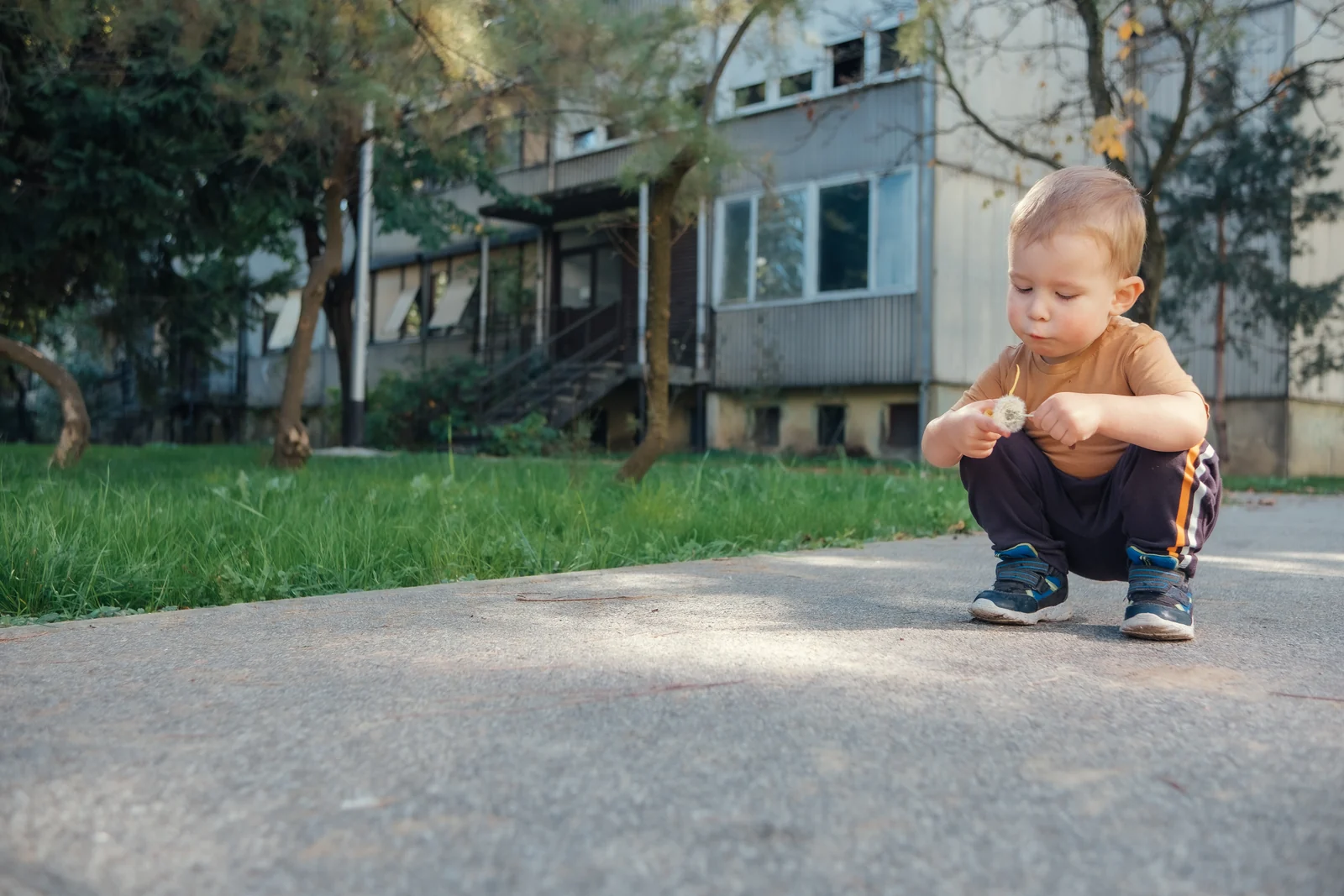 Toddler squatting on a paved path outside an apartment building, looking closely at a dandelion seed head in their hands