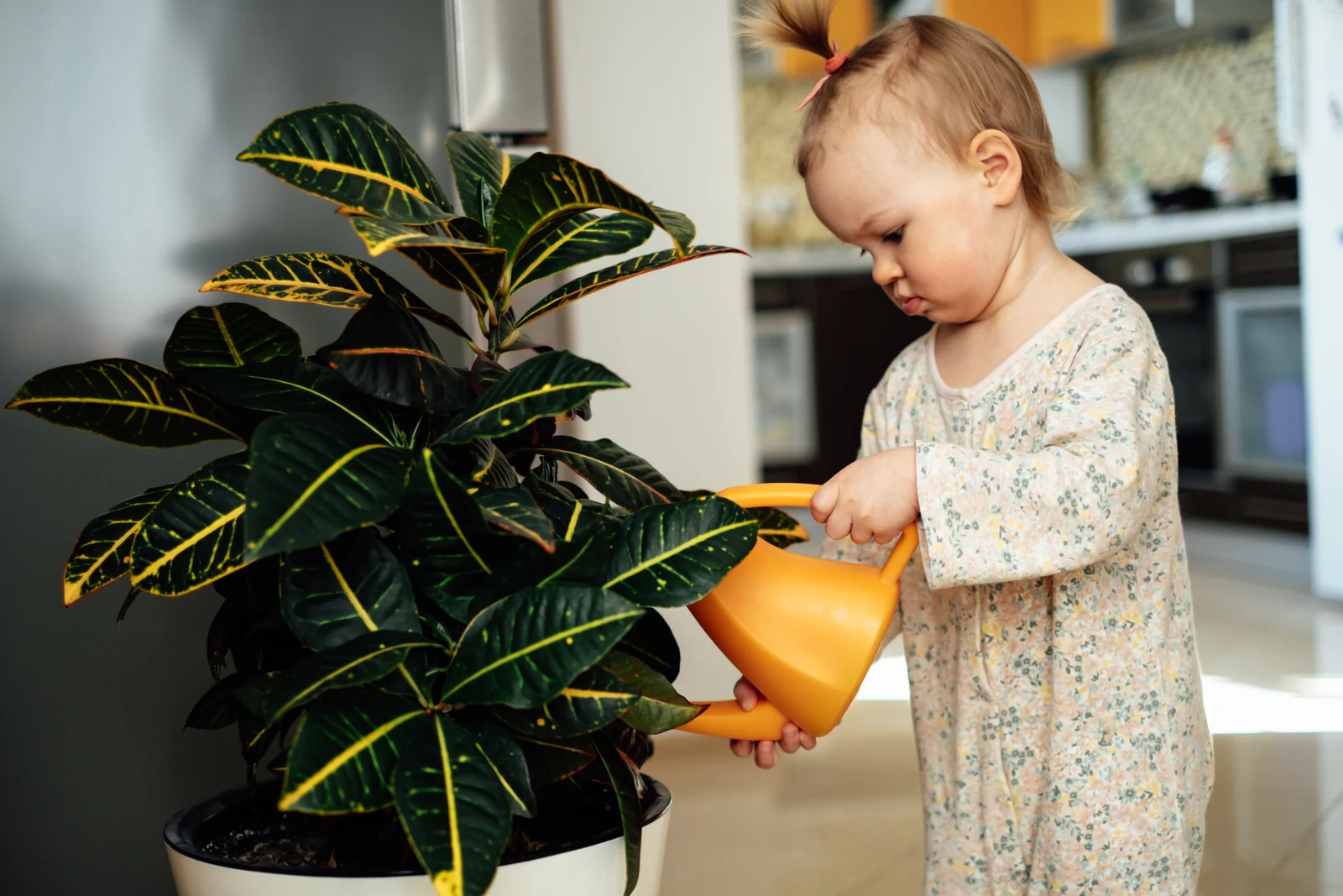 Toddler in a floral outfit pouring water from a small orange watering can onto a large houseplant in a kitchen