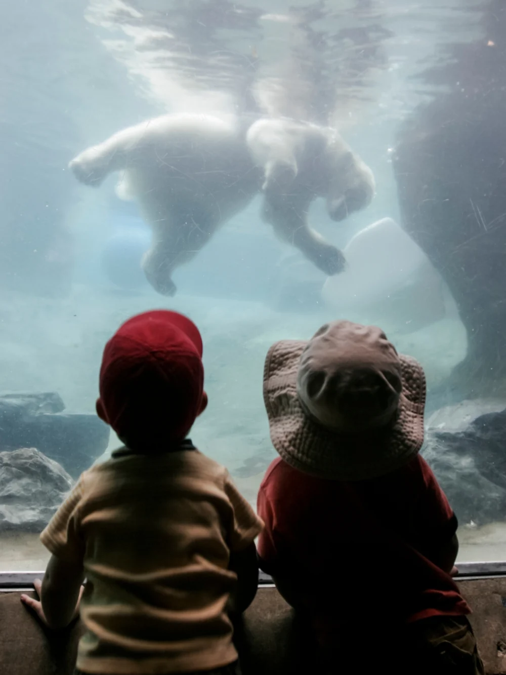 Two small children in hats watching polar bears swim past an underwater viewing window at a zoo