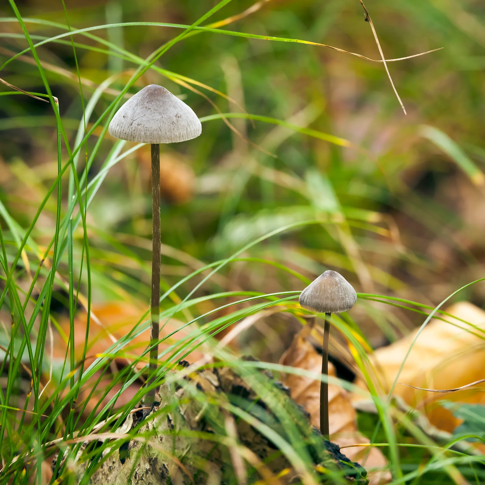 Two slender wild mushrooms growing in tall grass among fallen leaves